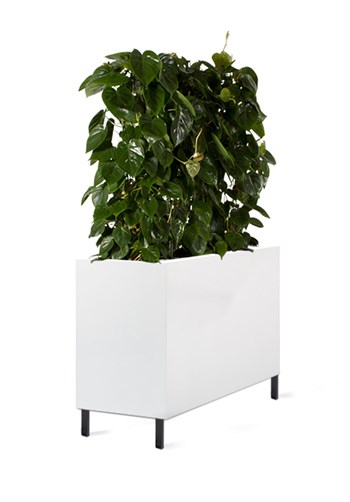 Tendence_divi_white_philodendron_plus_stand_646.jpg