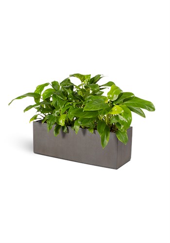 next_up_box_grey_philodendron_646.jpg